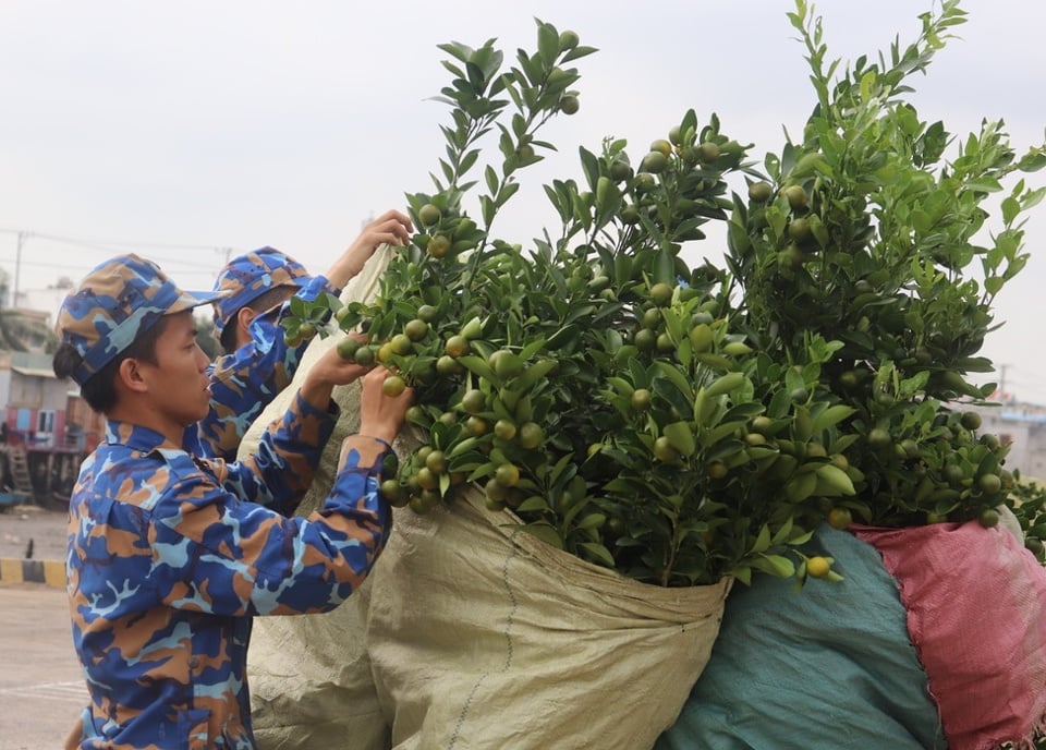 Các chiến sĩ nâng niu, bao bọc cẩn thận từng cây quất để bảo đảm vẹn nguyên, xanh tốt khi tới nhà giàn - Ảnh: Vân Hà