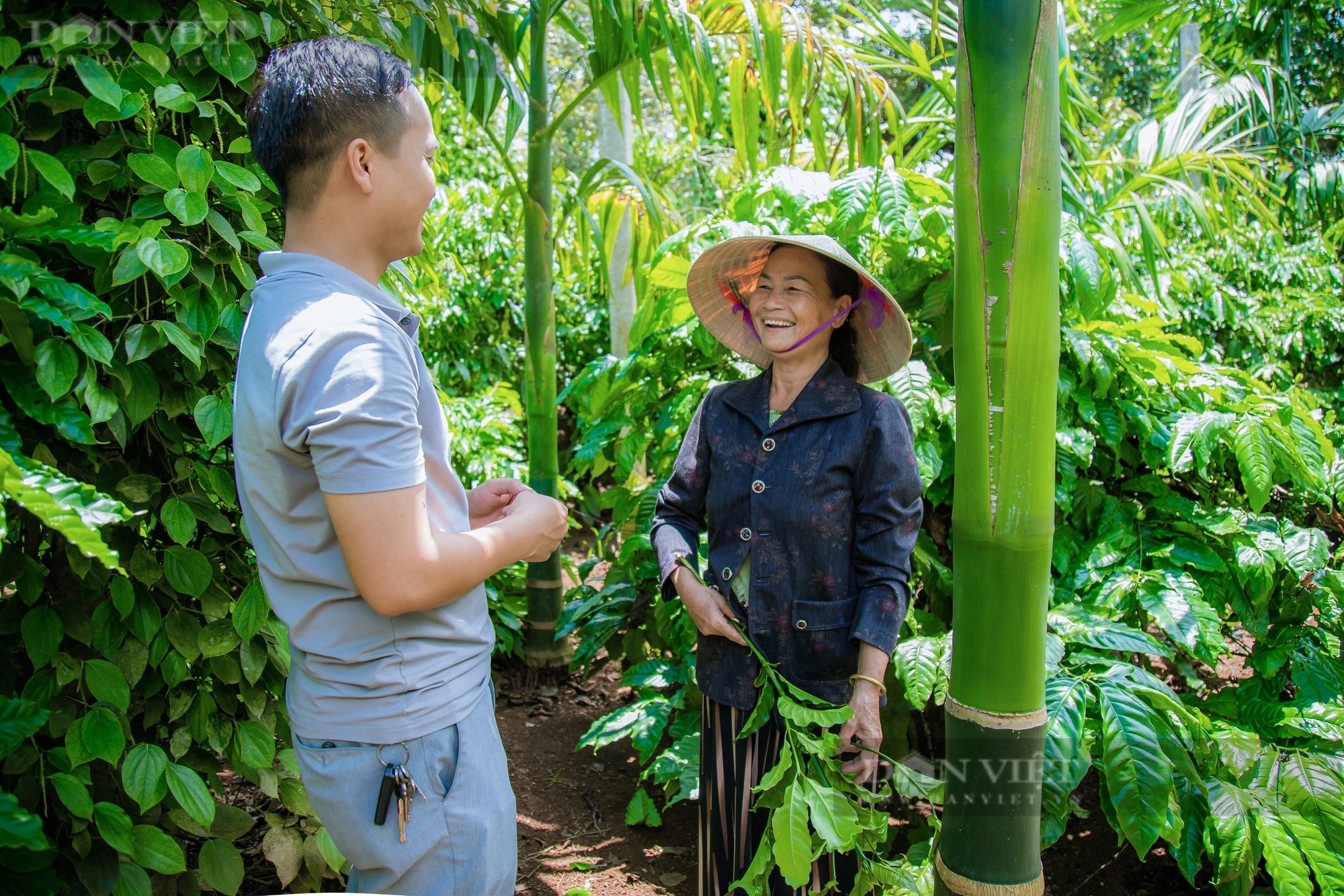 Giá cau tăng cao Sầu riêng cũng phải đứng sau - Ảnh 2.