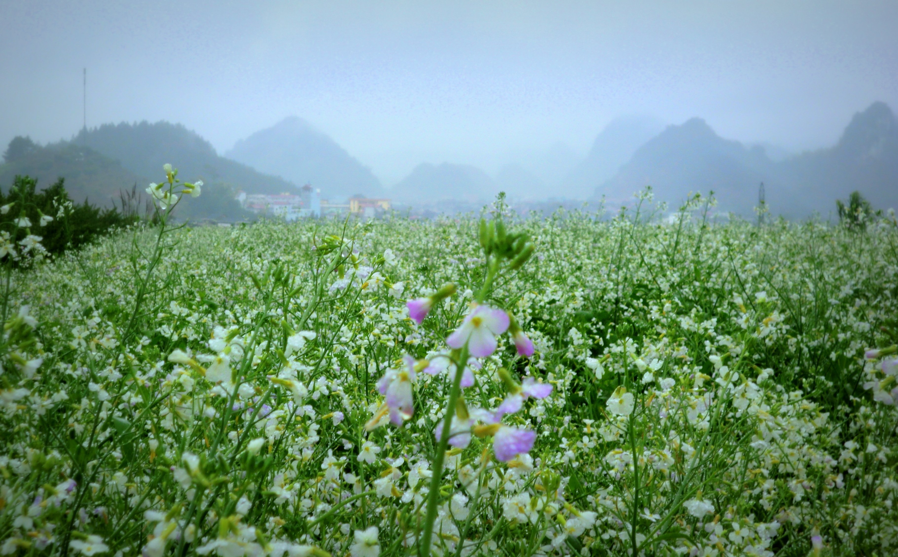 The most beautiful check-in locations in Moc Chau