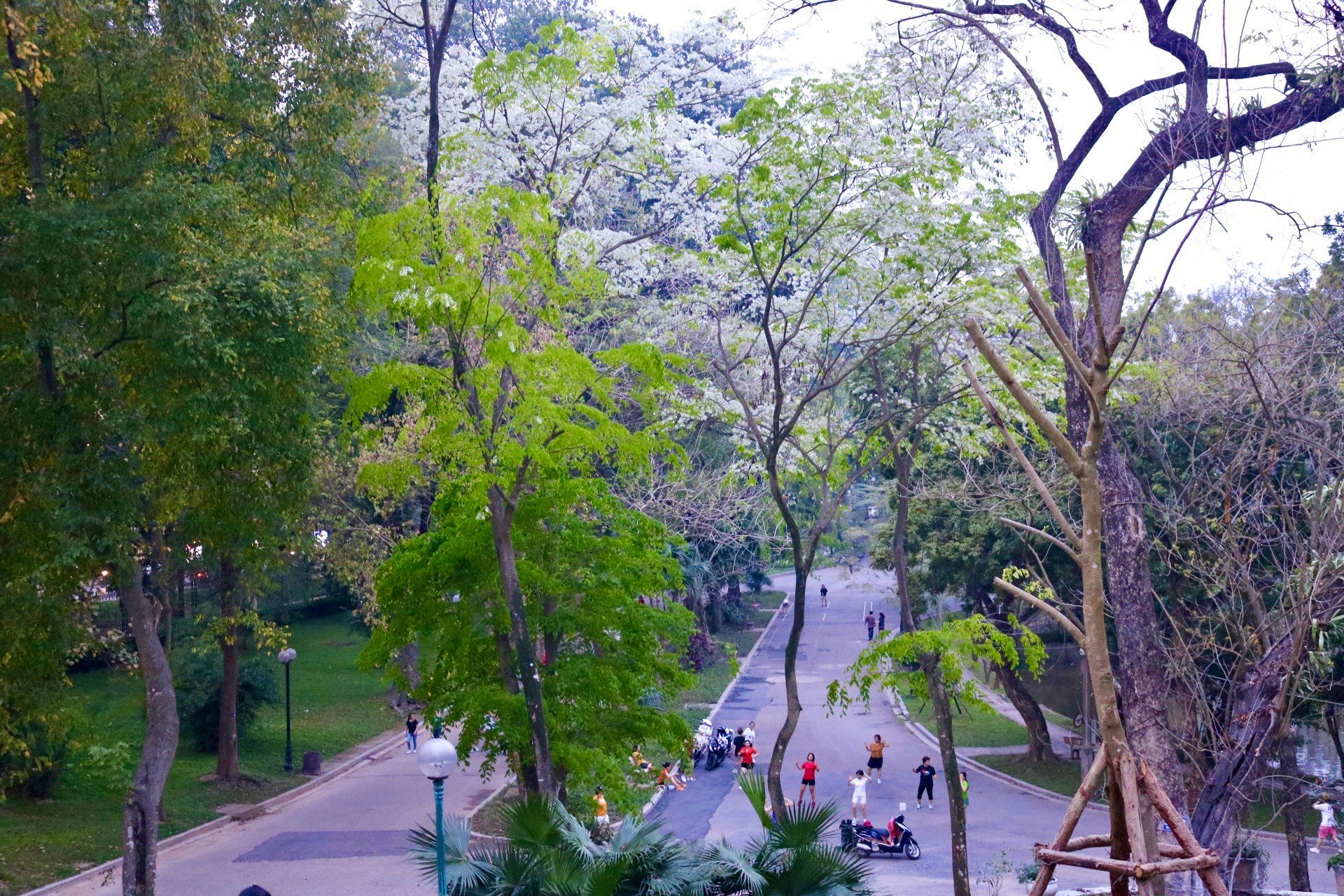 De nombreux coins de rues de Hanoi sont recouverts de neige avec la couleur blanche pure des fleurs de Sua photo 1