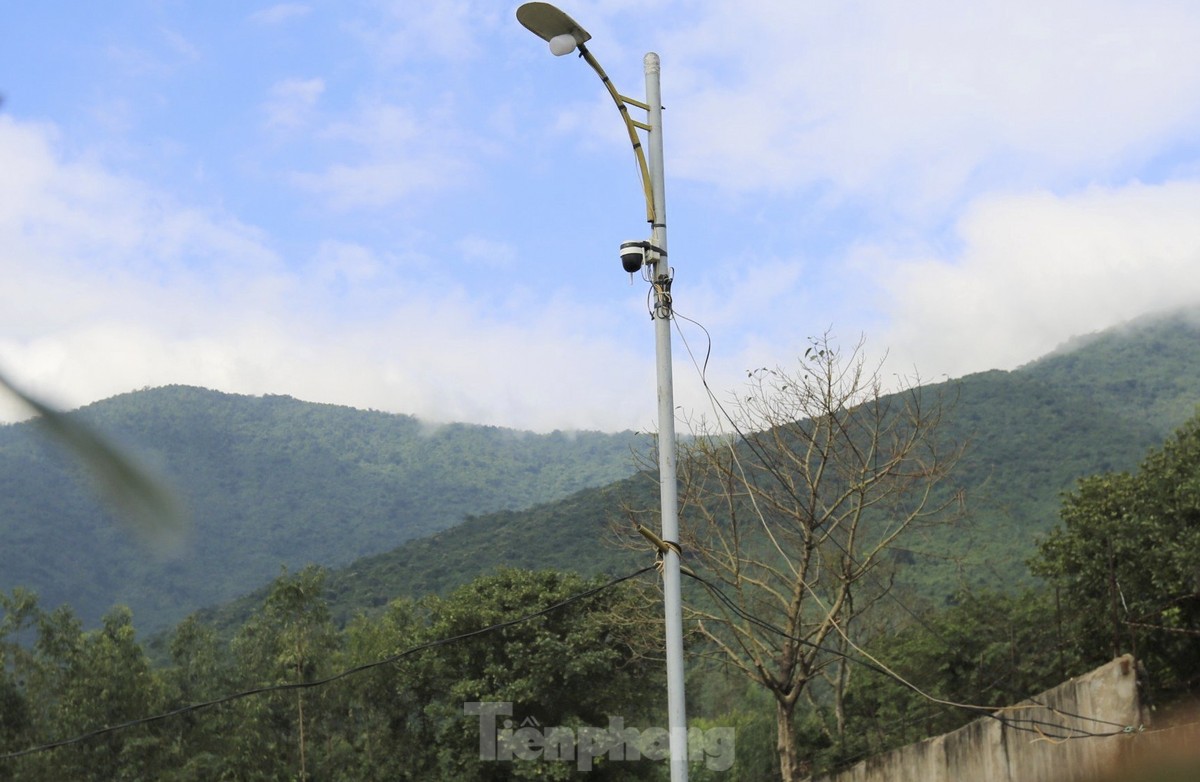 Ha Tinh farmers install 'magic eyes' to protect yellow apricot flowers to welcome Tet photo 6