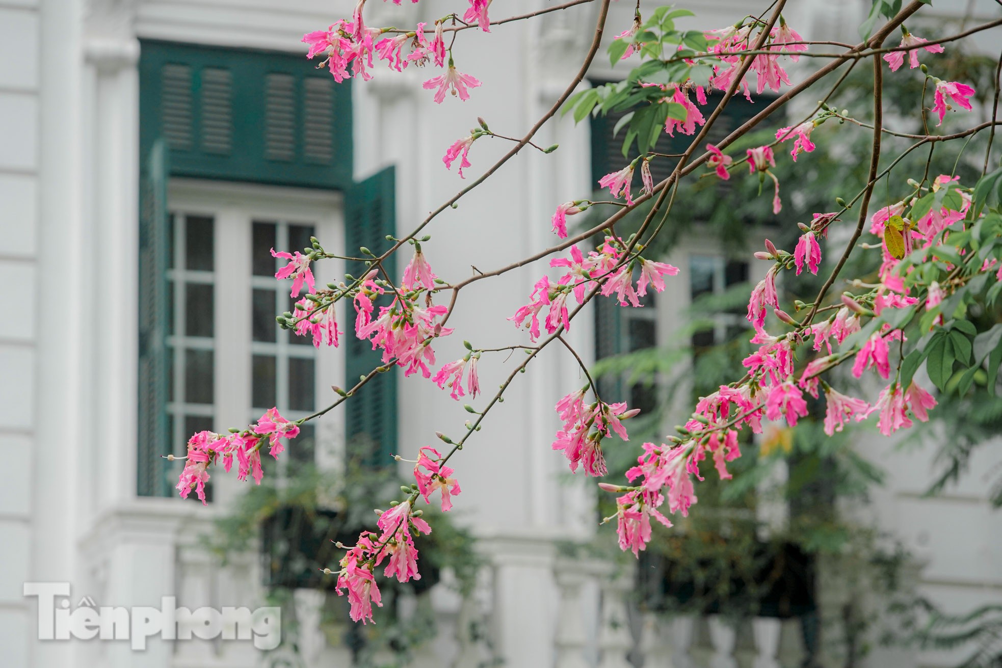 Bewundern Sie die bezaubernde Pracht der wunderschönen Blumen im Herzen von Hanoi Foto 13