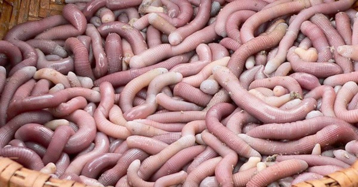 Seafood that looks like worms, costs up to 7 million VND/kg but is still sought after