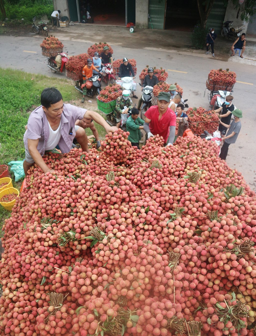 កន្លែង​ទិញ​ផ្លែ​ល្មុត​មួយ​កន្លែង​នៅ​ឃុំ​គៀន​ឡាវ (Luc Ngan)។