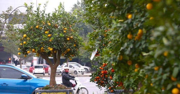 Four-season lemons and ornamental tangerines 'flood' onto the streets to celebrate Tet