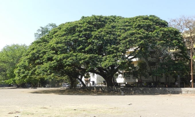 Der Tamarindenbaum wurde an einen 15 Meter von seinem ursprünglichen Standort entfernten Ort versetzt. Foto: Wikimedia Commons