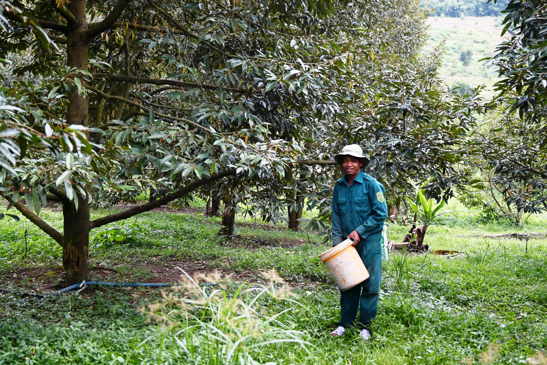 Anh Bo Bo Thương ở thôn Liên Hòa, xã Sơn Bình, huyện Khánh Sơn đang bón phân chăm sóc vườn sầu riêng.