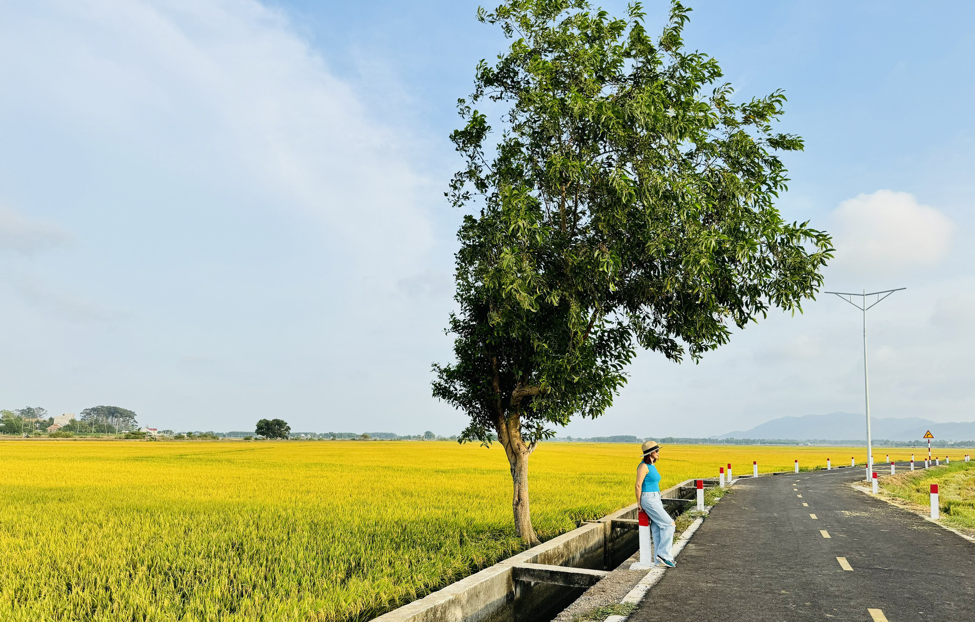 Cây cô đơn ở An Nhứt - Ảnh: NGUYỆT PHẠM