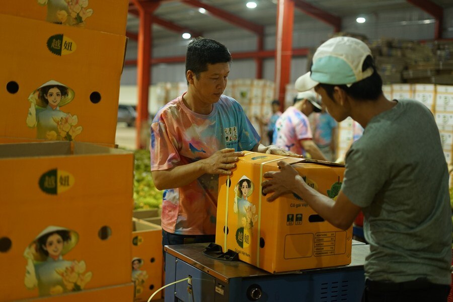 Embalaje de durian para exportación a China en Dak Lak, Vietnam, 15 de septiembre de 2023. Foto: Agencia de Noticias Xinhua