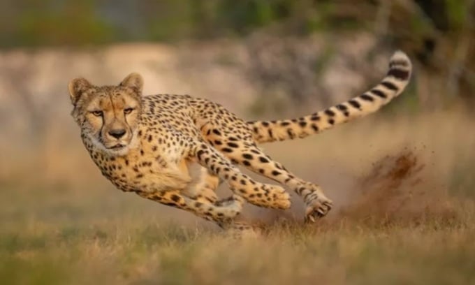 Le guépard est l’animal le plus rapide de la planète. Photo: Mateo Juric