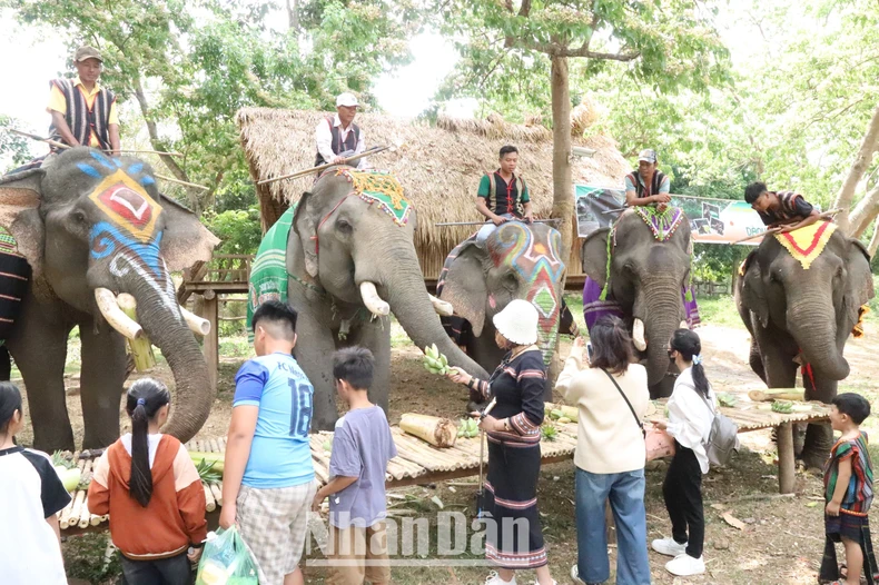 [Photo] ท่องเที่ยวเป็นมิตรกับช้าง ภาพที่ 15
