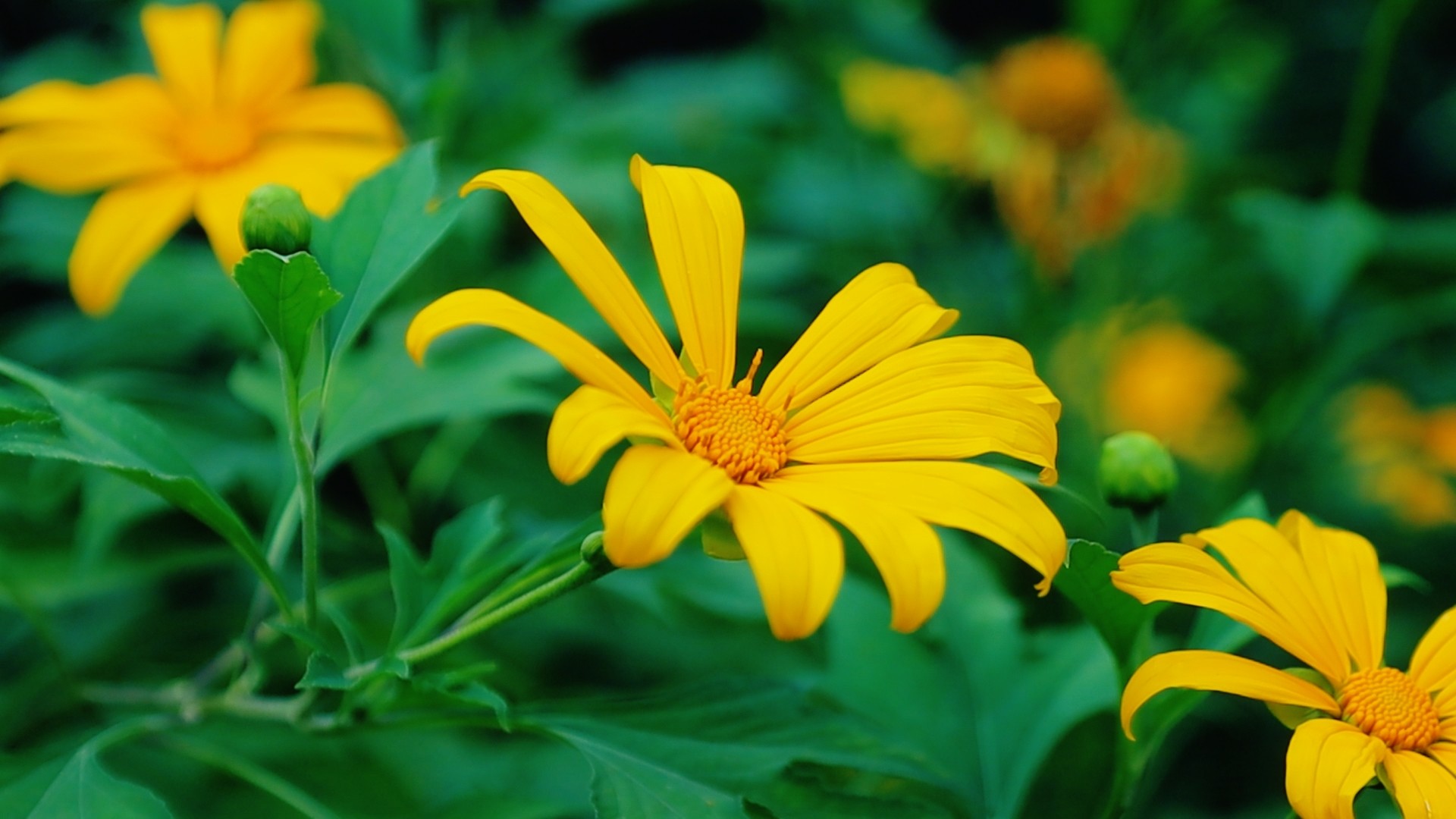 Multitudes se congregan ante los girasoles silvestres en los suburbios de Hanoi, foto 14