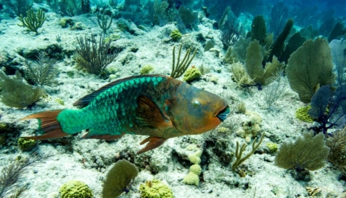 Las temperaturas oceánicas mundiales alcanzan un nuevo récord