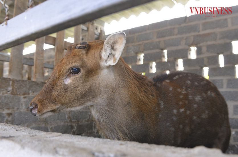 Les cerfs sont des animaux d’élevage à forte valeur économique, c’est pourquoi de nombreuses familles souhaitent investir et se concentrer sur l’expansion de leur élevage chaque année. Photographie de Trang Hoa