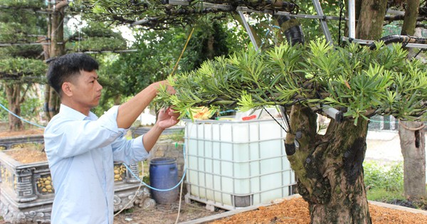 Growing ornamental plants is hot, beautiful like in movies, Vinh Phuc farmer "receives high salary" of billions of dong