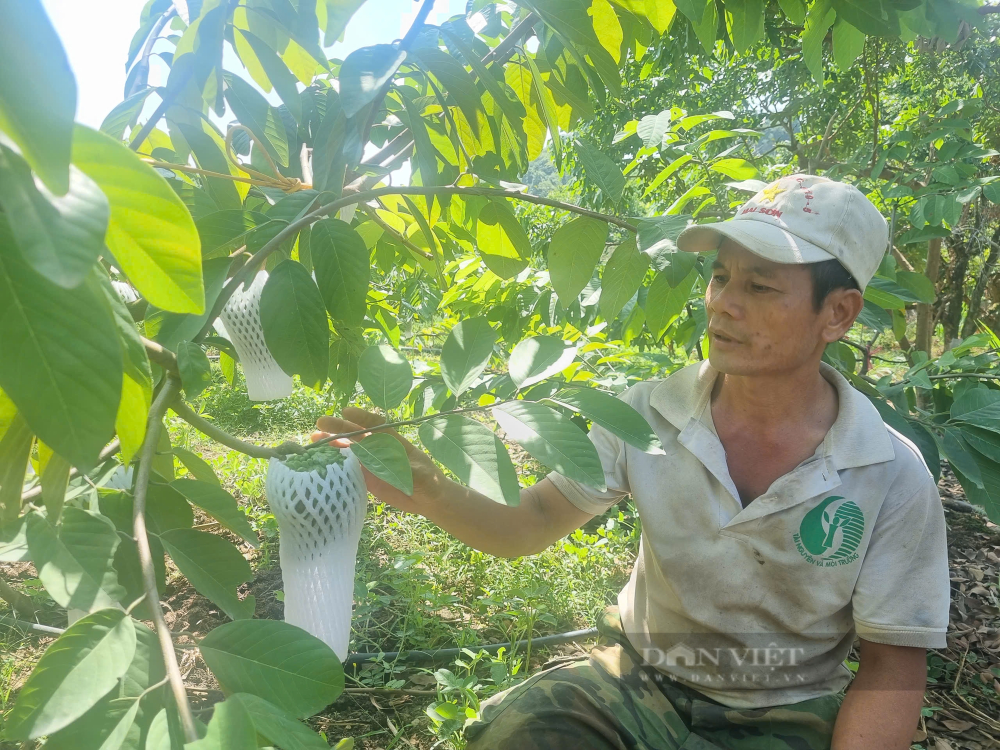 Bỏ túi hàng trăm triệu/năm nhờ trồng cây na sầu riêng kết hợp với nuôi bò vỗ béo - Ảnh 1.