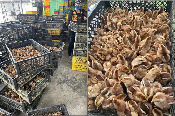 Các lô gà, vịt giống được các &quot;đầu nậu&quot; nhập lậu từ Trung Quốc về Lạng Sơn, Bắc Giang, Hải Dương. Ảnh theo Báo NNVN ảnh 1