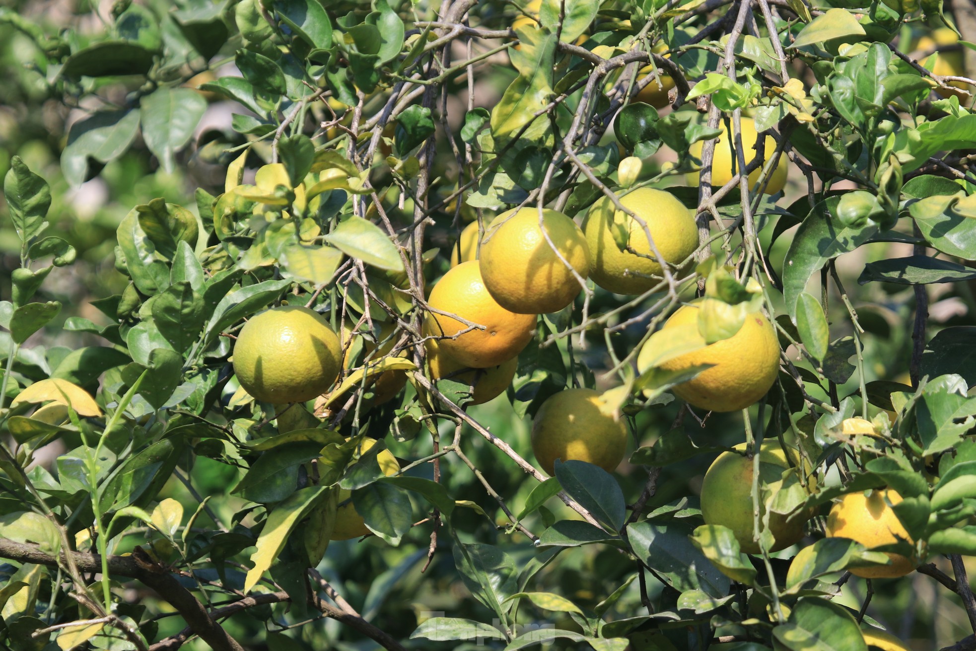 Old farmer from Nghe An reveals secret to prevent specialty oranges from falling off photo 6