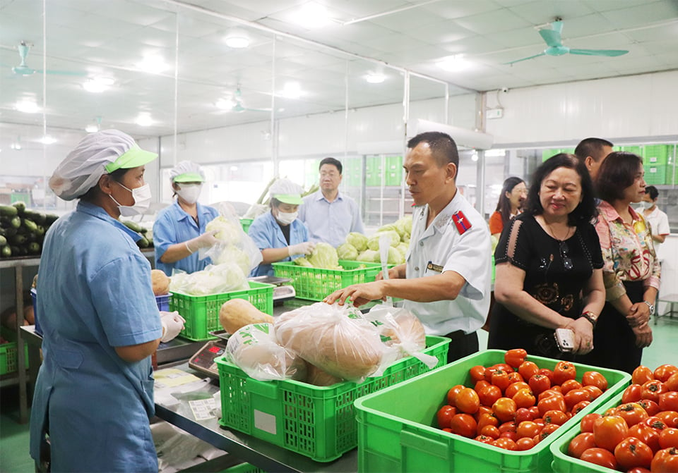 El equipo de inspección de seguridad alimentaria de Hanoi inspecciona una instalación de producción de verduras segura en la ciudad.