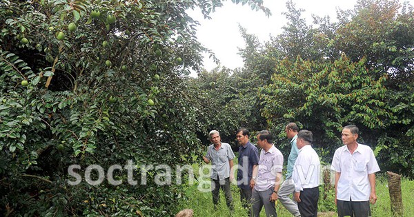 Cultivant des pommes étoilées violettes et des pommes étoilées roses à Soc Trang, les arbres courts portent beaucoup de fruits, le fermier milliardaire est riche.