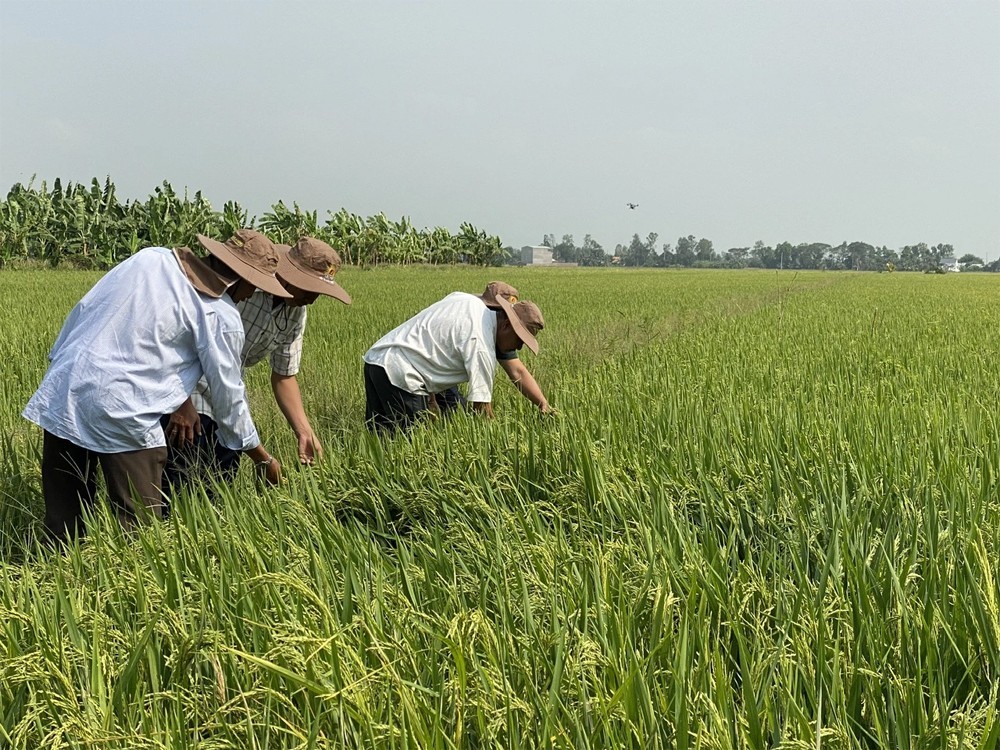 Giá lúa tăng, giảm trái chiều 100-300 đồng/kg; giá gạo biến động