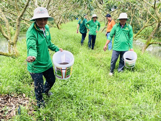 ក្រុមហ៊ុន ជីសរីរាង្គ តាយ ដូ លីមីតធីត បង្ហាញការប្រើប្រាស់ជីអតិសុខុមប្រាណសរីរាង្គនៅសហករណ៍ ញូវងៀឡុង។ រូបថត៖ Le Hoang Vu។