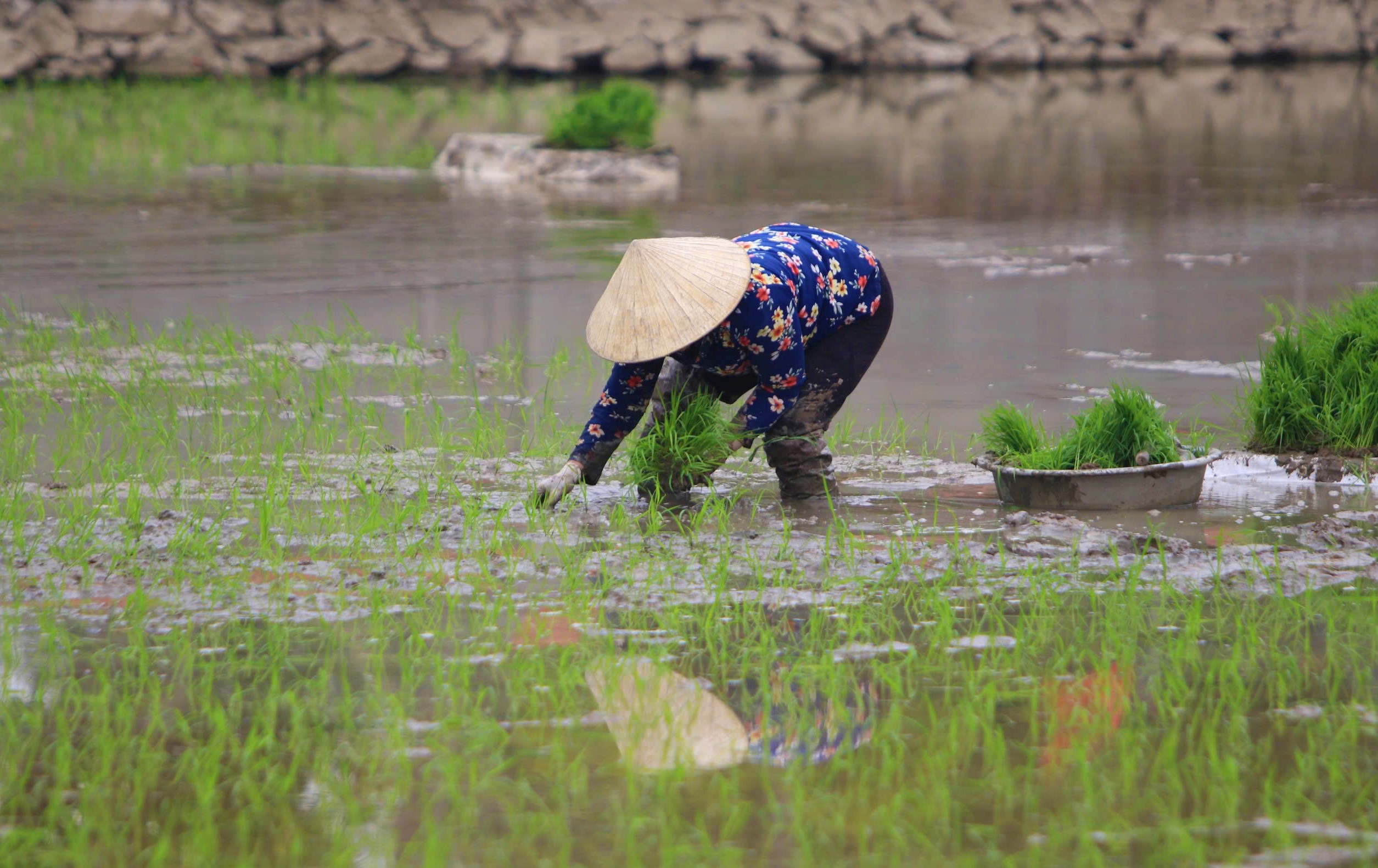 Thợ cấy còng lưng trên cánh đồng, cuối ngày chia nhau mỗi người nửa triệu, mệt mà vui vì có tiền sắm Tết - Ảnh 7.