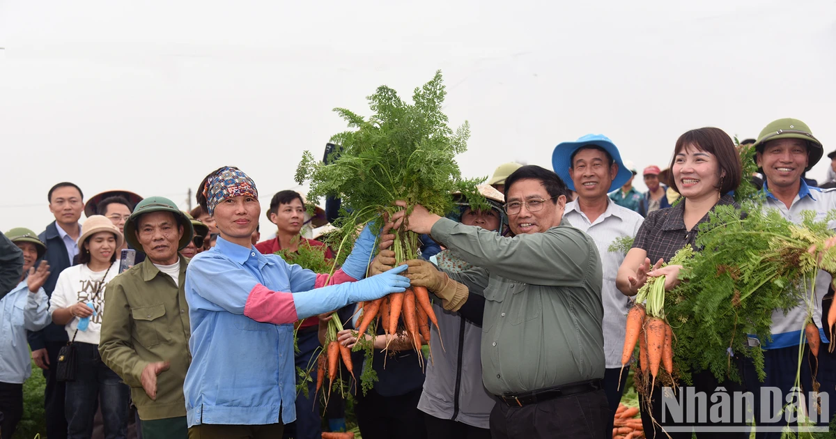 [Foto] El Primer Ministro va a los campos a sembrar y cosechar con los agricultores, incentivando la producción agrícola.