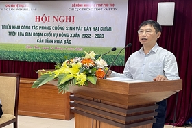 Deploying work to prevent and control major pests on winter-spring rice in the northern provinces