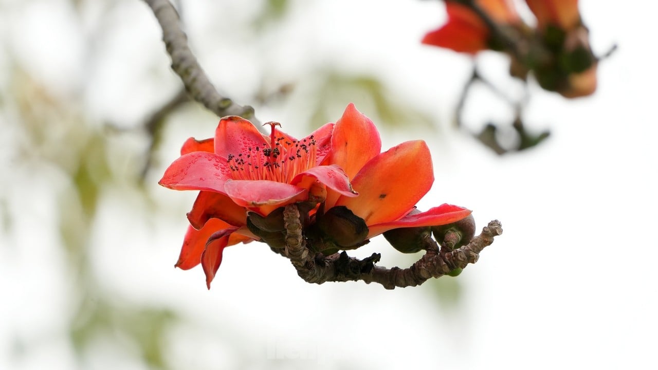 Erfreuen Sie sich an den gelben Windspielblumen, die in der ersten Saison auf den Straßen von Hanoi blühen. Foto 14