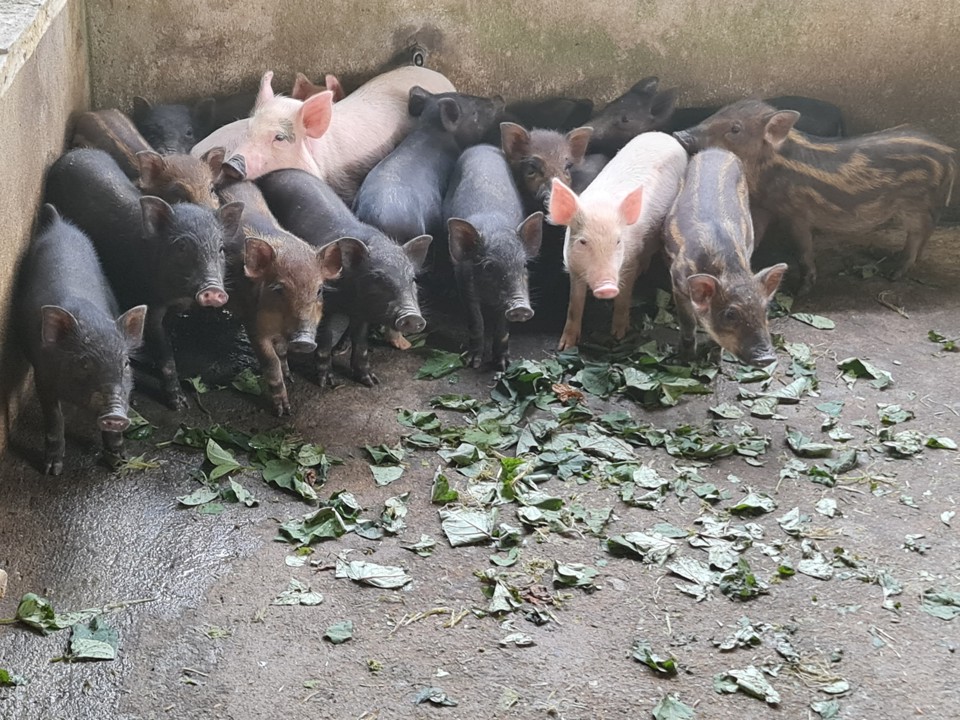 Hybrid-Wildschweine helfen dem Volk der H're, seine Wirtschaft zu entwickeln.