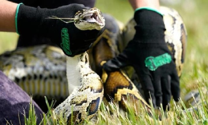 Wie erfolgreich sind Tigerpythonjäger bei der Ausrottung invasiver Pythons?