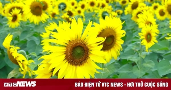 Proposal to plant sunflower fields along Saigon River