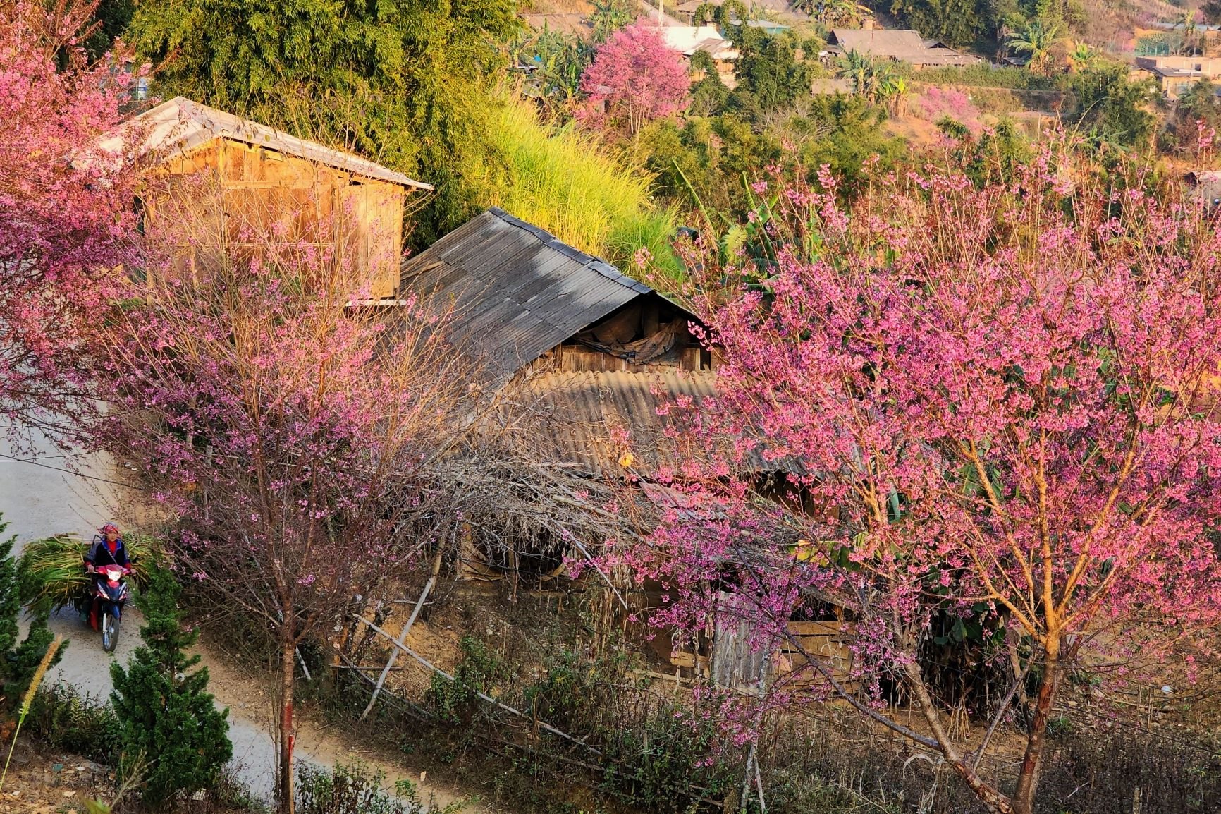 この花はモモ科に属し、5 枚のピンク色の花びらと長い赤い雌しべがあり、魅力的な房状に咲きます。ラ・パンタン村で観光業に従事するモン族の若者、タオ・ア・スー氏によると、寒い気候が花の開花を早めるため、密集した花は高山から低山にかけて咲き始めるという。