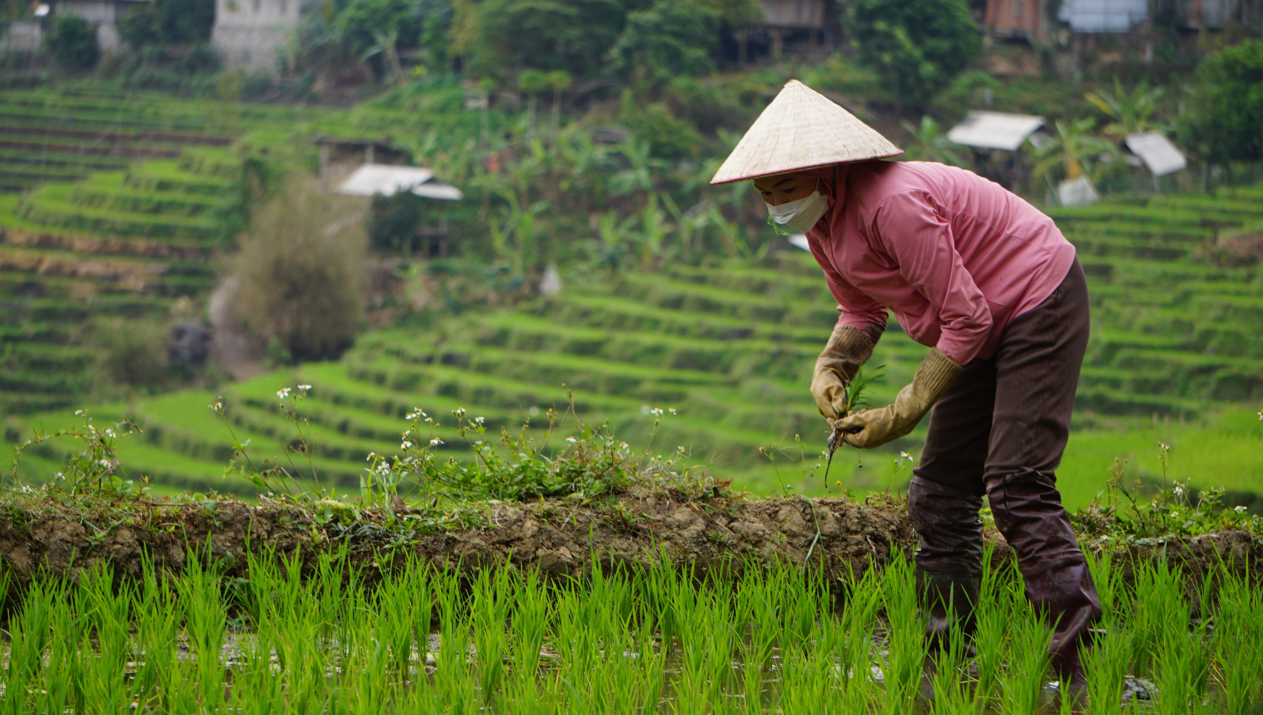 Xanh mướt những cánh ruộng bậc thang trên cổng trời Mường Lát- Ảnh 3.