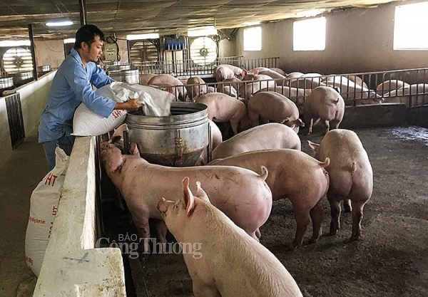 Ligero descenso en las tierras altas del norte y centro, manteniéndose en torno a los 70.000 VND/kg