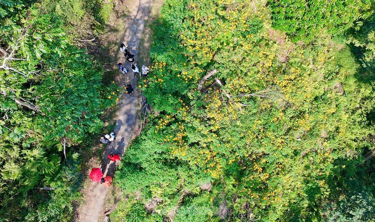 ハノイ郊外の野生のヒマワリに群がる人々（写真2）