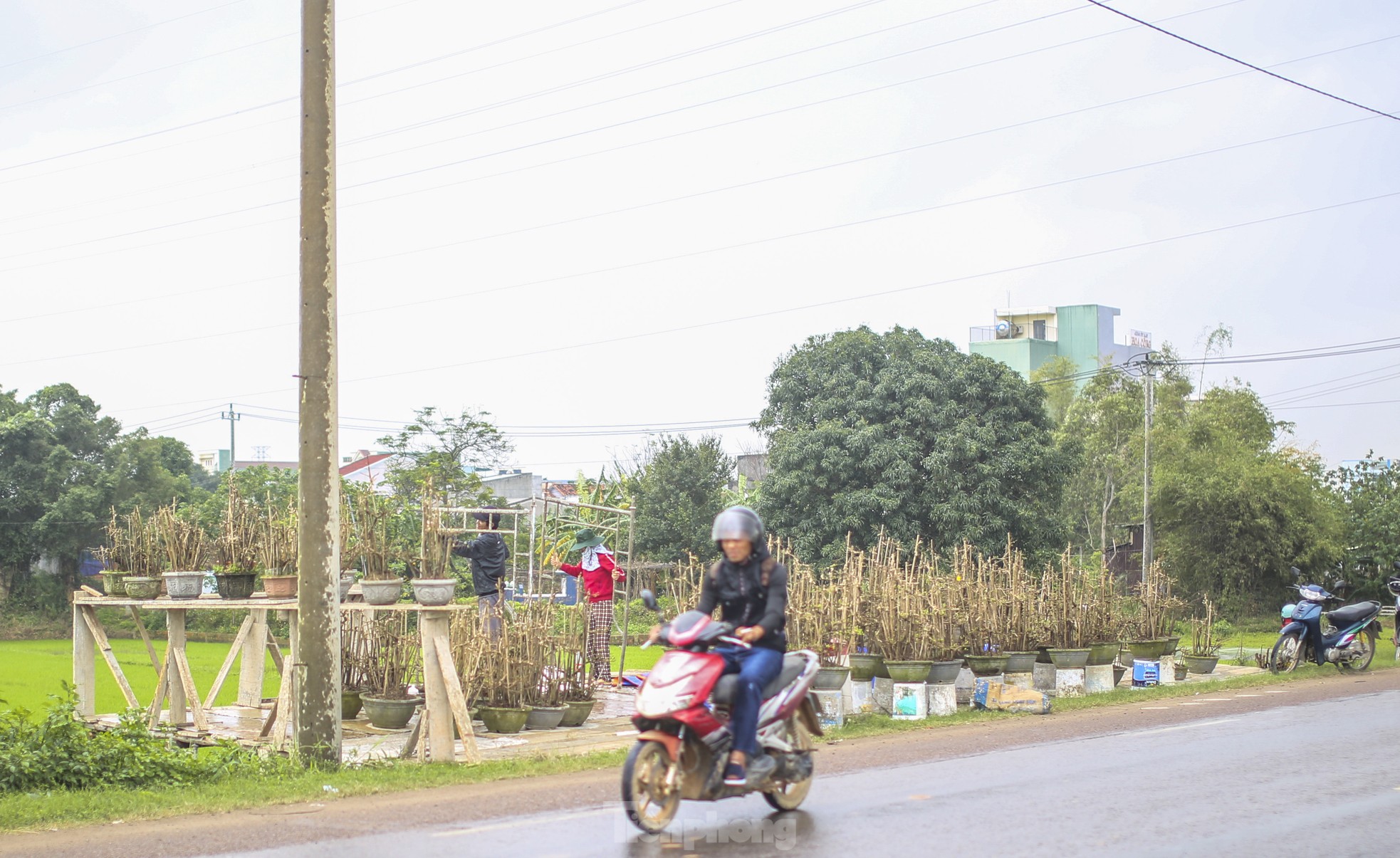 Gardeners are busy setting up stalls and putting mai flowers on the street to 'keep' customers, photo 9