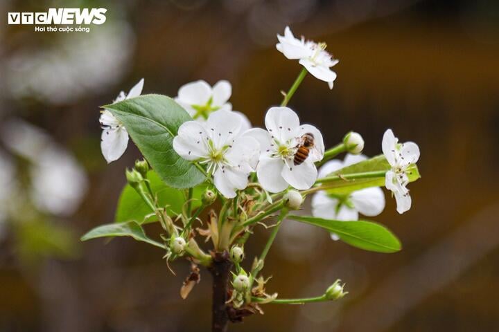 На улицах цветут персики и кумкваты, жители Ханоя с удовольствием празднуют Лунный Новый год в начале октября.