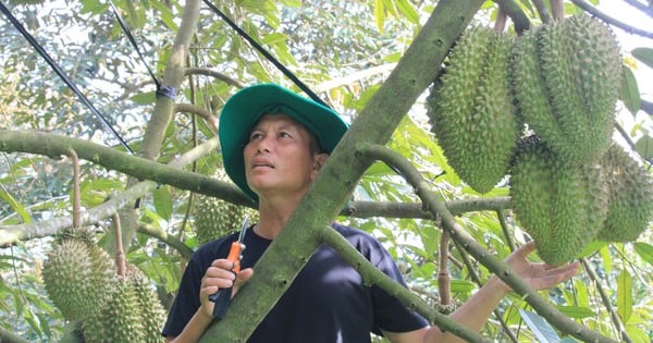 ¿Qué tipo de método biotecnológico de cultivo de durian permite a un agricultor de Khanh Hoa ganar 600 millones?