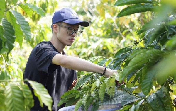 Giá cà phê liệu có giảm tiếp trong ngày mai?