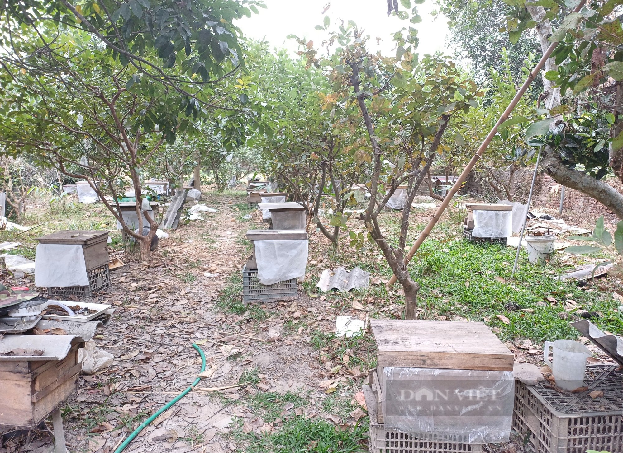 Trồng cây ăn quả kết hợp chăn nuôi, vợ chồng ông nông dân Thái Nguyên có cuộc sống an nhàn - Ảnh 4.