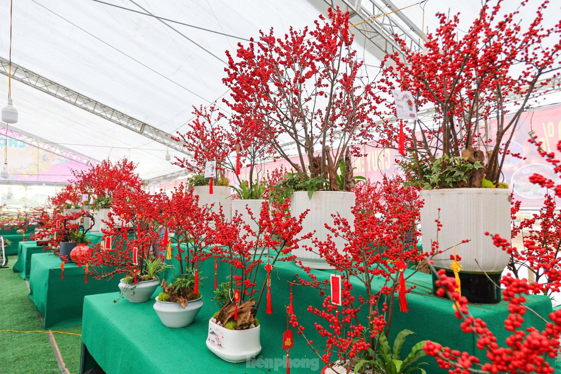 Fresh peach blossoms combined with driftwood worth hundreds of millions of dong still attract customers photo 10