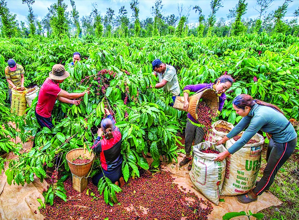 Les exportations de café vietnamiennes suscitent des inquiétudes