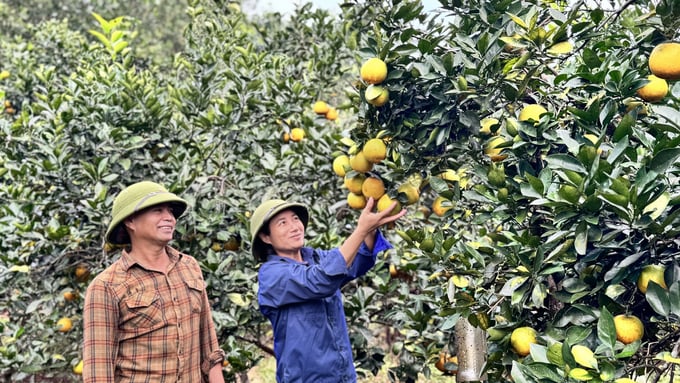 Xã Thượng Lộc có khoảng gần 600 hộ trồng cam chanh, cam giòn với diện tích hơn 200ha, trong đó diện tích trồng cam giòn hơn 120ha. Ảnh: Ánh Nguyệt.