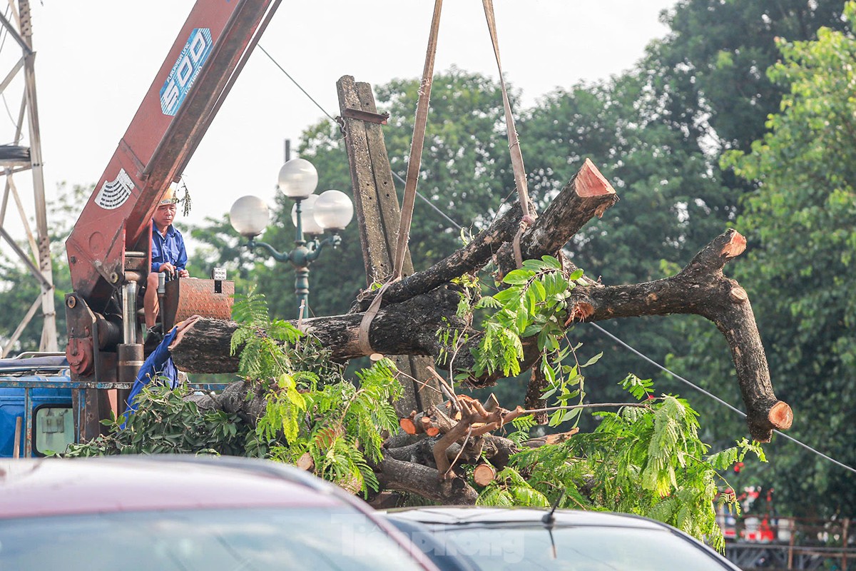 ¿Por qué se talaron casi 200 árboles a lo largo de la calle Tam Trinh? foto 12