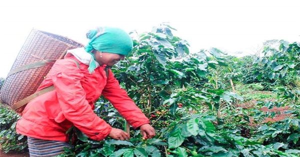 Poverty reduction through coffee replanting model