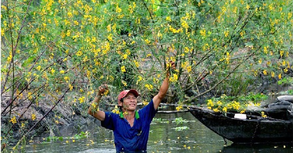 Miền Tây mùa nước nổi, thả chà dụ cá sông, hái bông điên điển, có nơi chim hoang dã bay rợp trời