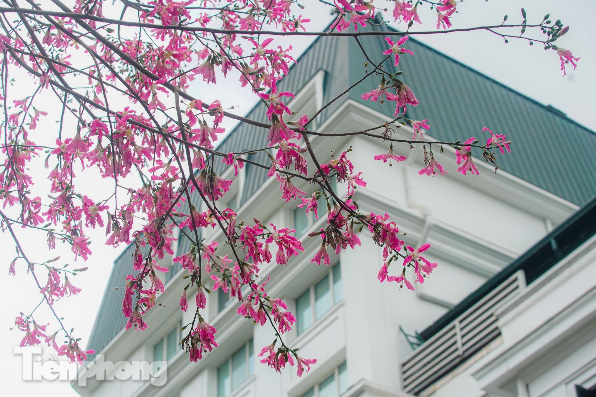 Bewundern Sie die bezaubernde Pracht der wunderschönen Blumen im Herzen von Hanoi Foto 5