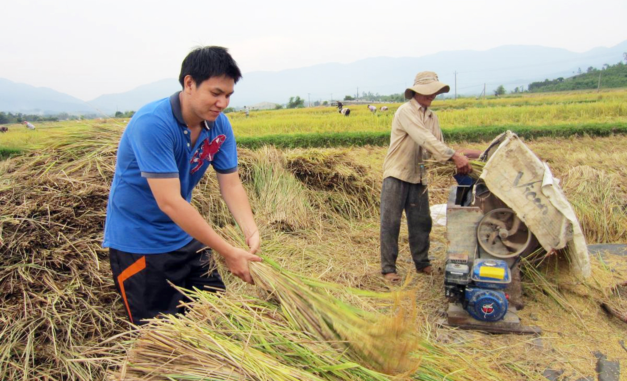 Gặt lúa quê em - Ảnh: NGUYỄN PHONG CHÂU